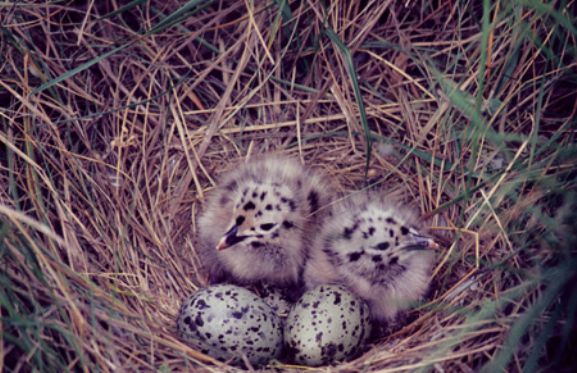 Meeuwennest met twee kuikens en twee eieren in Meijendel